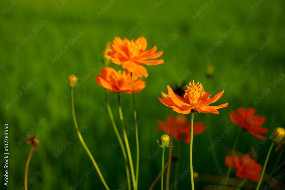 Orange flowers, fields, roadside flowers, alone

