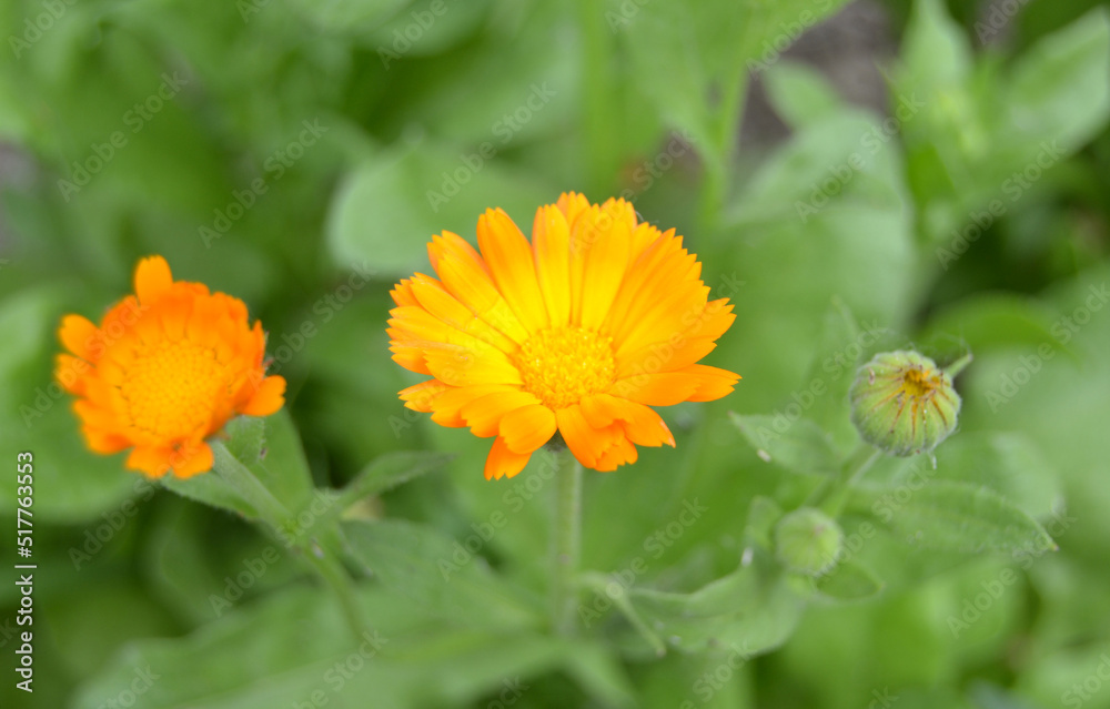 Blooming marigold flowers. Orange calendula on a green grass. Garden with calendula. Garden flowers. Nature flowers in garden. BYellow-orange petals. Green blurred background. Macro. Blooming marigold flowers. Orange calendula on a green grass. Garden with calendula. Garden flowers. Nature flowers in garden. BYellow-orange petals. Green blurred background. Macro.