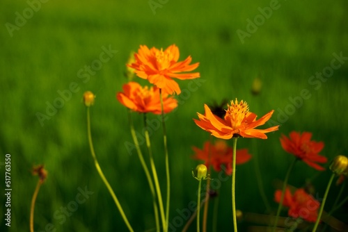 Orange flowers, fields, roadside flowers, alone 