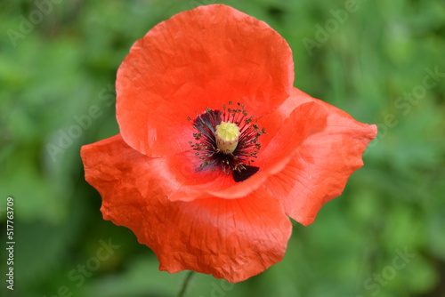 Flowers Red poppies bloom in a wild field. Beautiful field of red poppies with selective focus and color. Soft light. A glade of red poppies.