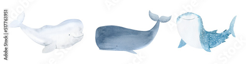 Watercolor whale, beluga illustration. Cute baby shark animal underwater graphics. Whale hand-drawn, sea animal, fish. Ocean children illustration