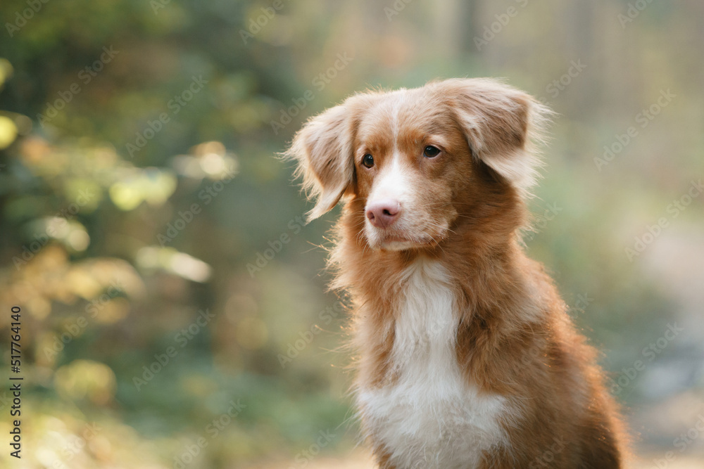 dog in the autumn forest. Nova Scotia Duck Tolling Retriever. Pet for a walk on nature at fall