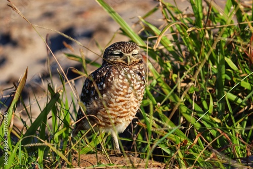 Photograph of a Burrowing owl. The bird was found on the beach of Atlântida, in Rio Grande do Sul, Brazil.