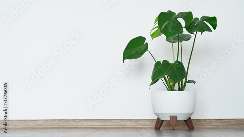 Close up of beautiful monstera flower leaves or swiss cheese plant, Monstera deliciosa Liebm, Araceae in white pot against white wall and brown floor, interior minimalism concept, banner, copy space. photo