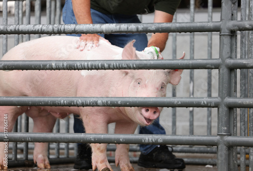 Pigs get washed in preparation for the county fair.