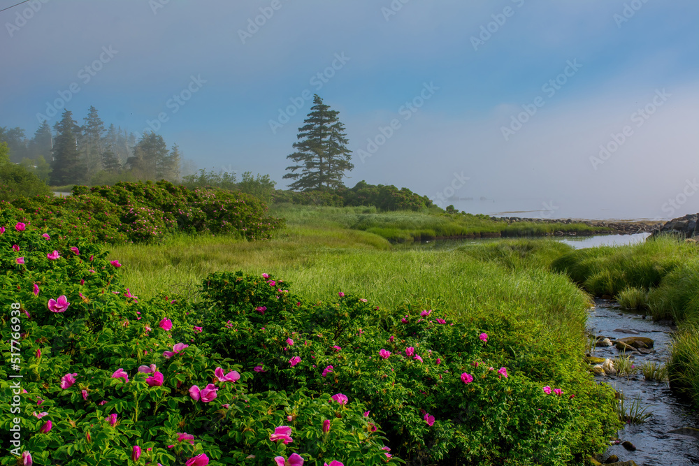 flowers buy the foggy coast