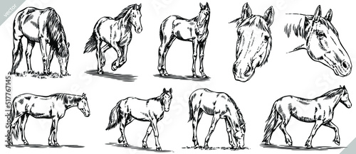 Vintage engrave isolated horse set illustration ink sketch. Wild mustang background nag vector art
