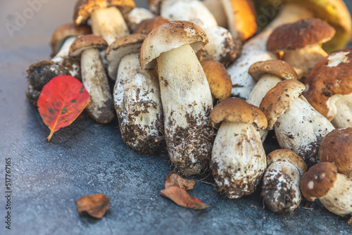 Autumn fall composition. Raw edible mushrooms Penny Bun on dark black stone shale background. Ceps over gray table. Cooking delicious organic mushroom gourmet food. Flat lay top view