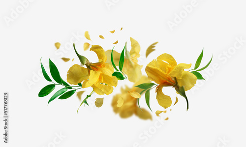 Floral composition with yellow flying irises flowers and petals at white background.  Creative floral levitation concept. Front view.