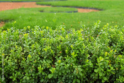 hedge in the park in summer, euonymus bushes as a green border on the lawn photo