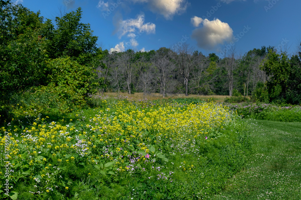 Wildflower fields in Wisconsin during Summer with blue cloudy sky Wildflower fields in Wisconsin during Summer with blue cloudy sky