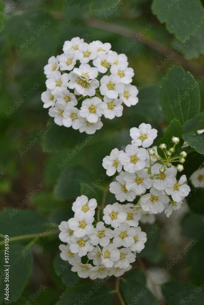 Sweet alyssum white flowers - Latin name - Lobularia maritima (Alyssum maritimum)