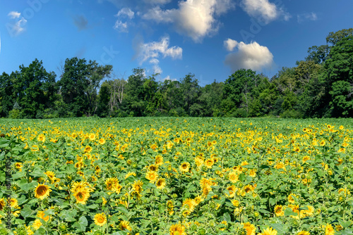 Sunflower field in Wisconsin during Summer with blue cloudy sky