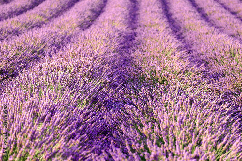 Fresh violet fragrant flowers grow in long rows in lavender field. Beautiful landscape in countryside on sunny summer day close view Fresh violet fragrant flowers grow in long rows in lavender field. Beautiful landscape in countryside on sunny summer day close view