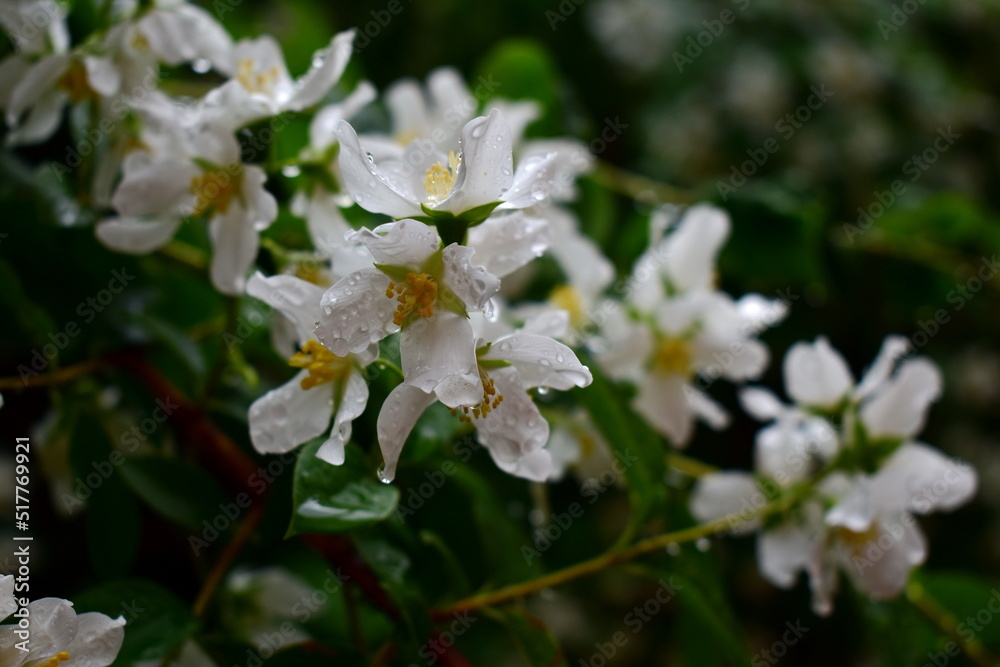 white Philadelphus flowers close up after rain