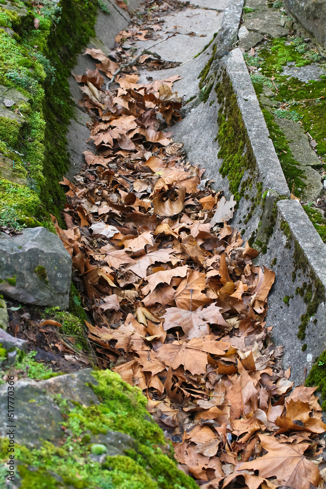 Vertrocknete Blätter der Platane in einer Abflussrinne, platanus hispanica, platanus acerifolia Vertrocknete Blätter der Platane in einer Abflussrinne, platanus hispanica, platanus acerifolia
