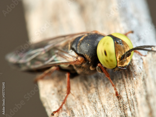 Sand wasp with yellow eyes. Crabronidae family. Genus Tachysphex. 