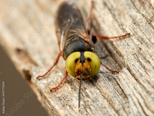 Sand wasp with yellow eyes. Crabronidae family. Genus Tachysphex. 