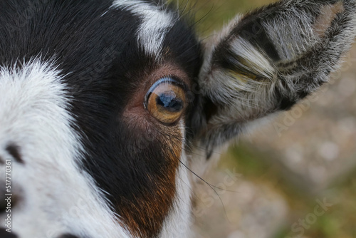 Linkes Auge einer Ziege, Capra aegagrus photo