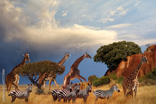 Fototapeta Naklejka Na Ścianę i Meble -   Giraffes and zebras in the African savanna at sunset. Serengeti National Park. Tanzania. Africa.