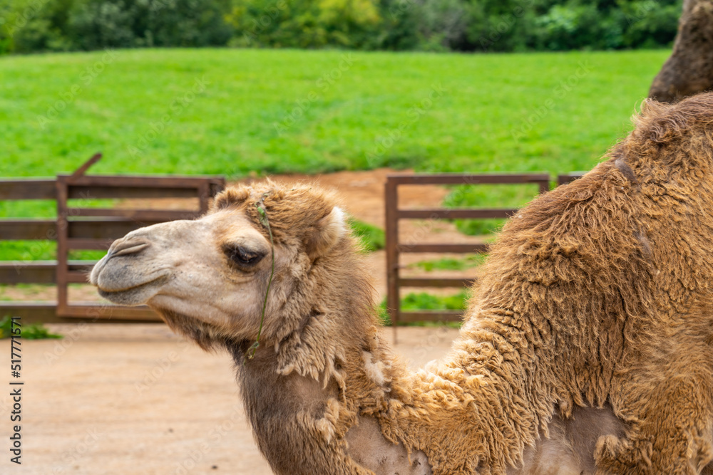 Obraz premium Dromedary in Cabarceno Nature Park, Cantabria, Spain.