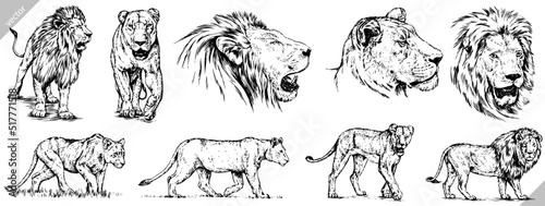 Vintage engrave isolated lion set illustration ink sketch. Wild cat background leo vector art collection