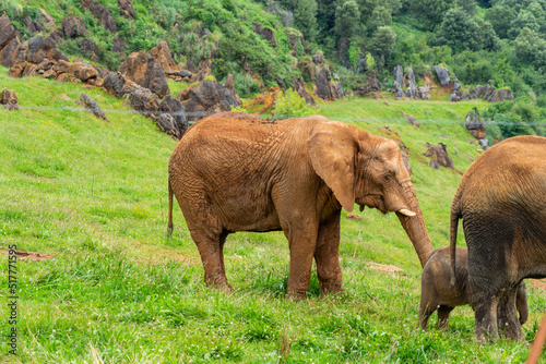 Elephant in Cabarceno Nature Park, Cantabria, Spain.