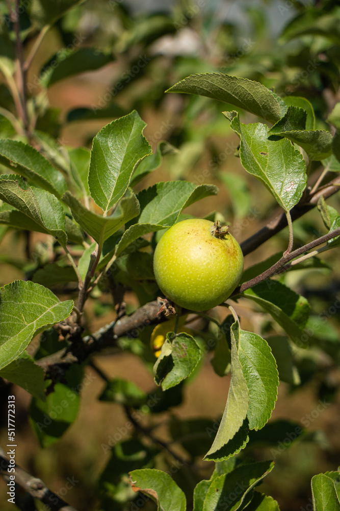 Green apple on the tree.