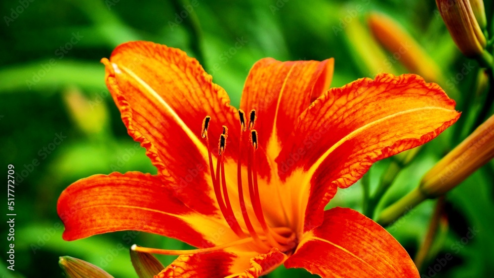 Orange tiger lily Orange tiger lily