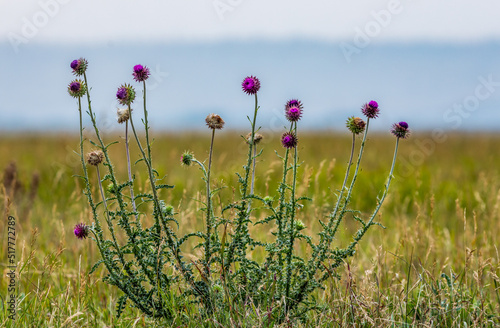 Fototapeta Naklejka Na Ścianę i Meble -  Musk thistle 
Grant Teton National Park, WY 