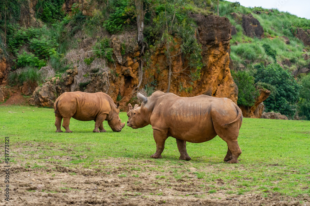 Fototapeta premium Rhinoceros in Cabarceno Nature Park, Cantabria, Spain.