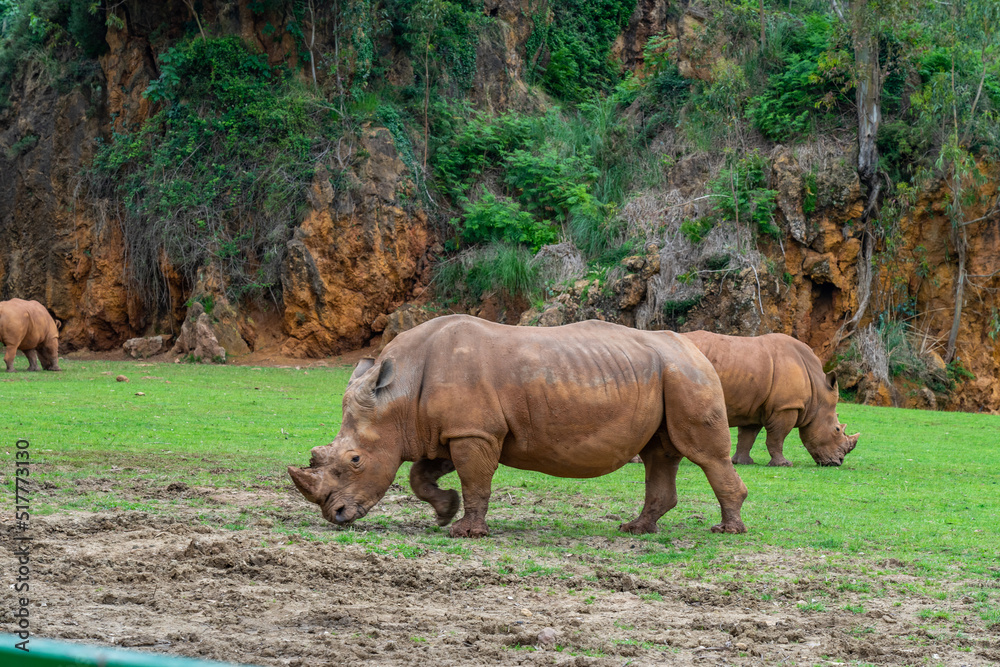 Fototapeta premium Rhinoceros in Cabarceno Nature Park, Cantabria, Spain.