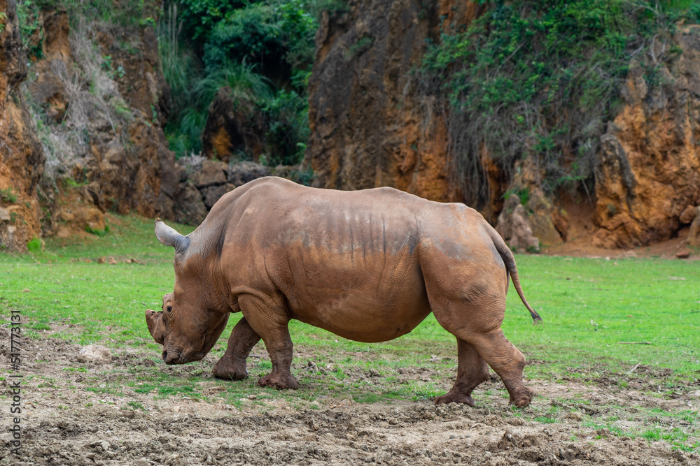 Obraz premium Rhinoceros in Cabarceno Nature Park, Cantabria, Spain.