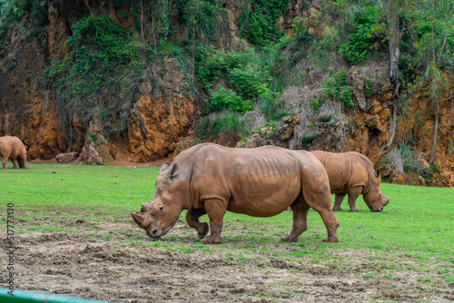 Rhinoceros in Cabarceno Nature Park, Cantabria, Spain.
