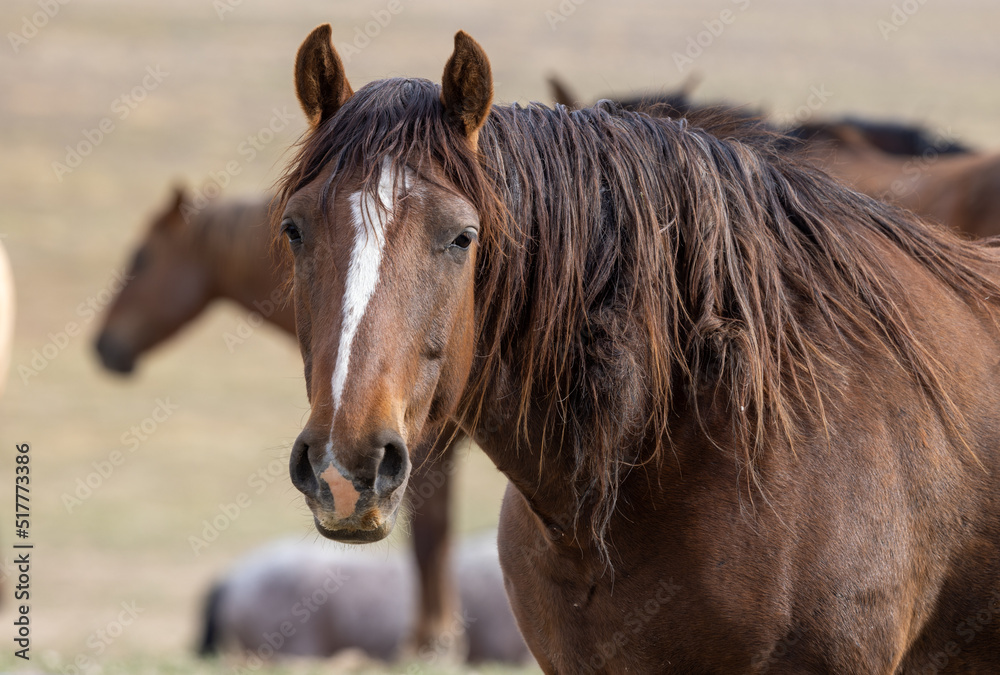 Wild Horse in Springtime in the Utah Desert Wild Horse in Springtime in the Utah Desert