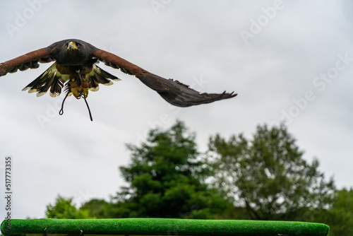 Flight demonstration of raptors in Cabarceno Nature Park, Cantabria, Spain.