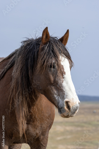 Fototapeta Naklejka Na Ścianę i Meble -  Wild Horse in Springtime in the Utah Desert