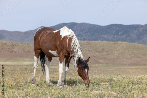 Wild Horse in Springtime in the Utah Desert