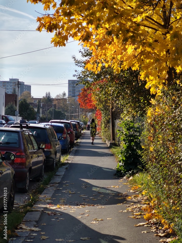 Obraz premium Autumn colorful leaves on the ground and on the trees. Slovakia 