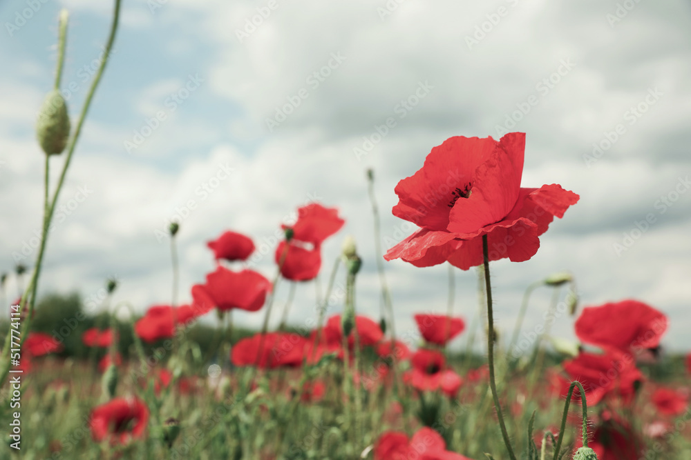 Beautiful red poppy flowers growing in field, closeup Beautiful red poppy flowers growing in field, closeup