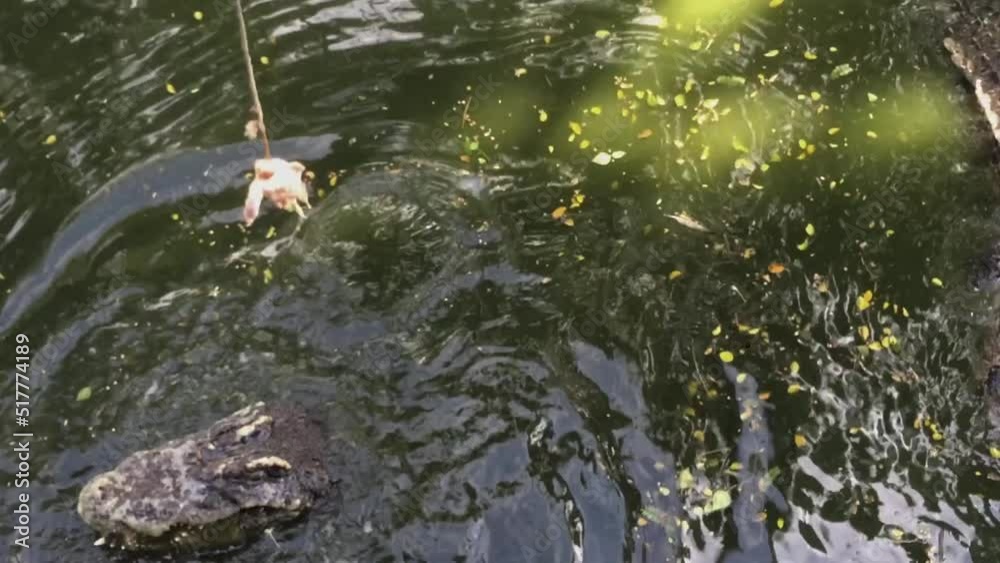 Feeding crocodiles with raw meat on the farm. High quality Full HD footage.