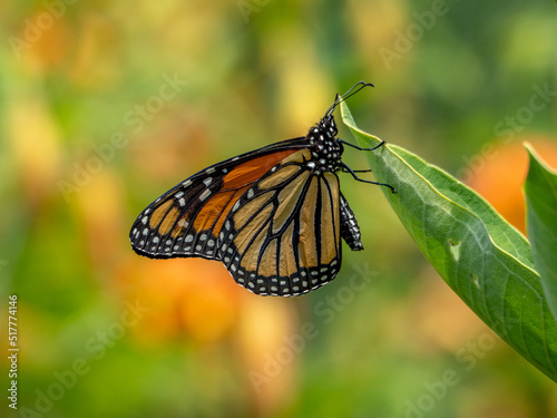 Portrait of a Monarch
