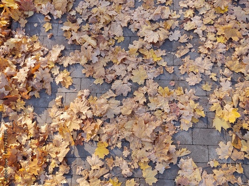 Autumn colorful leaves on the ground and on the trees. Slovakia 