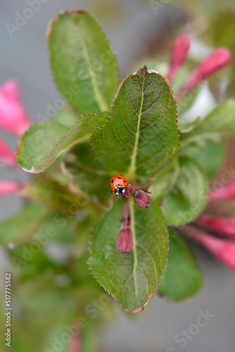 Εκτύπωση καμβά Weigela Minuet