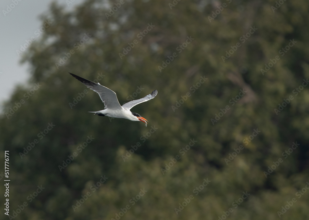 Caspian tern with a fish catch flying at Tubli bay, Bahrain Caspian tern with a fish catch flying at Tubli bay, Bahrain