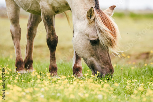 Old Fjord horse grazing in the green field photo