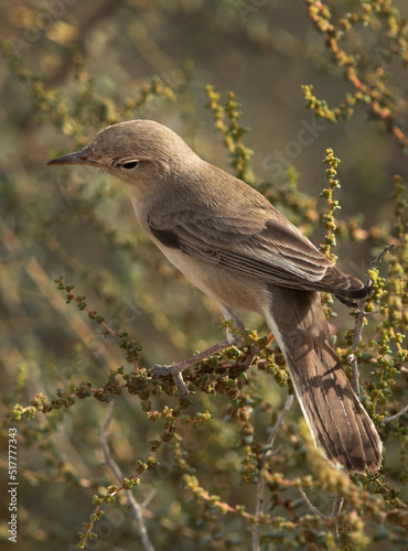 Upchers Warbler looking down at Hamala, Bahrain photo