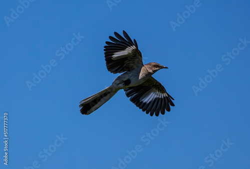 Northern Mockingbird in flight with wings extended