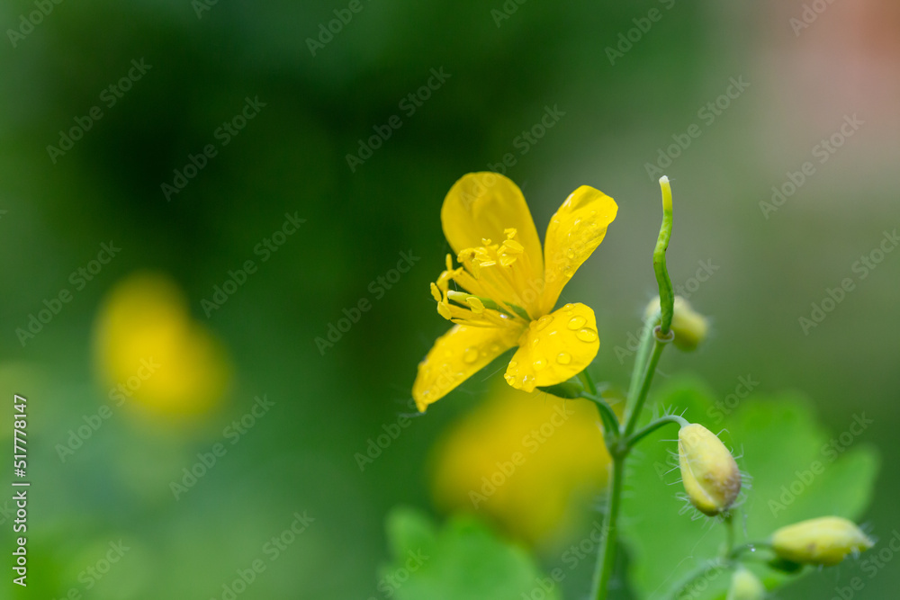Blooming small yellow Chelidonium flower on a green background on a sunny day macro photography. Fresh celandines flowering plant with yellow petals in summer close-up photo. Blooming small yellow Chelidonium flower on a green background on a sunny day macro photography. Fresh celandines flowering plant with yellow petals in summer close-up photo.