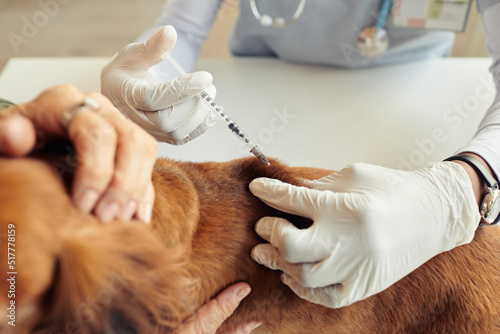 Leinwand Poster Close up of unrecognizable veterinarian vaccinating dog with injection syringe,